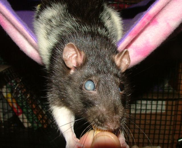 Posie August 2009 to February 16, 2012 ( Paw Talk Pet Forums